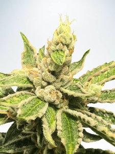 Mamacita's Cookies od Ministry of Cannabis nasiona marihuany