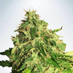 Auto Cannabis Light od Ministry of Cannabis nasiona marihuany