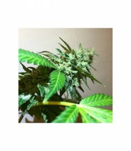 Mr. 420K od Mr. Hide Seeds nasiona marihuany