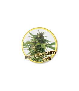 Mr. Big Candy od Mr. Hide Seeds nasiona marihuany