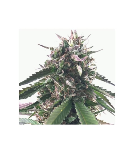 Mr. Blueberry Bud