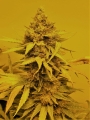 Old Mandarine auto