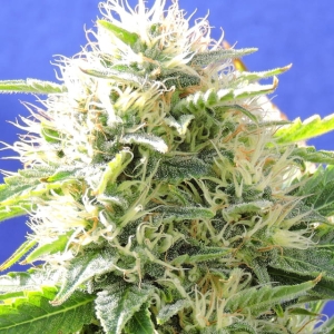 Black Destroyer od Original Sensible Seeds nasiona marihuany