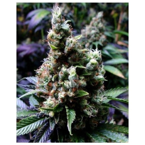 N.Y.C Diesel