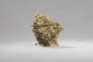 Columbian Gold  - Susz CBD od CBD Bank nasiona marihuany