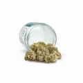 Columbian Gold  - Susz CBD