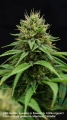 CBD Nordle