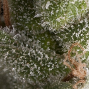Auto Fresh Candy od Pyramid Seeds nasiona marihuany