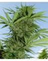 Easy Sativa