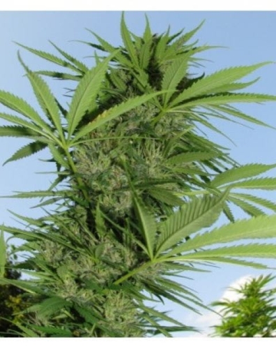 Easy Sativa