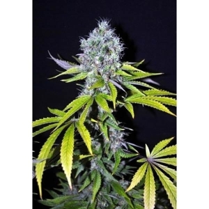 CBD Yummy od CBD Crew nasiona marihuany