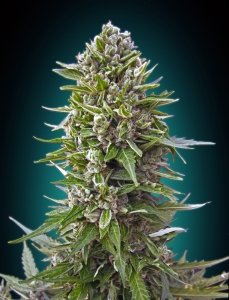 Auto Northern Lights od 00 Seeds Bank nasiona marihuany