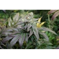 Kerosene Krash