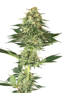 Banana Kush od White Label nasiona marihuany