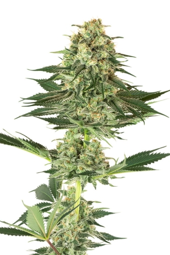 Banana Kush
