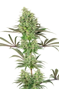 Double Banana Kush od White Label nasiona marihuany