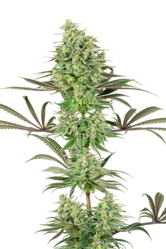 Double Banana Kush