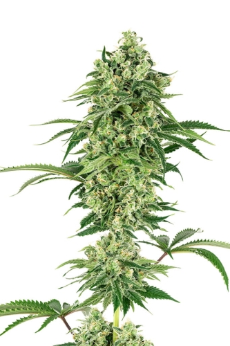 Nicole Hindu Kush