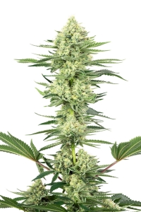 White Gorilla Haze od White Label nasiona marihuany