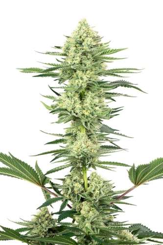 White Gorilla Haze