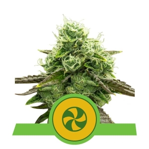 Sweet ZZ Auto od Royal Queen Seeds nasiona marihuany
