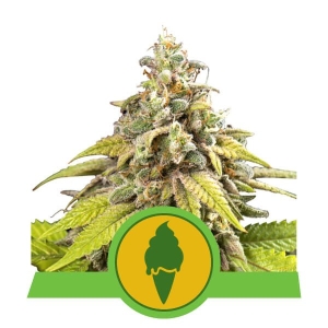 Green Gelato Auto od Royal Queen Seeds nasiona marihuany