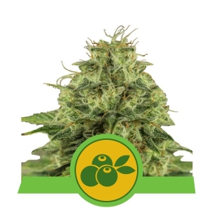 Haze Berry Auto od Royal Queen Seeds nasiona marihuany