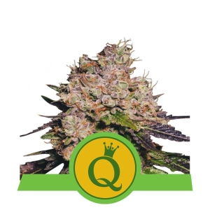 Purple Queen Auto od Royal Queen Seeds nasiona marihuany