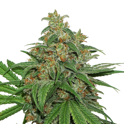 AK420