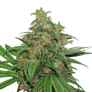 AK420 Auto od Seed Stockers nasiona marihuany