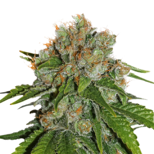 Amnesia Auto od Seed Stockers nasiona marihuany