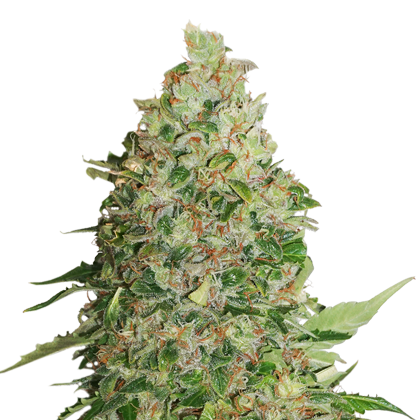 BCN Critical XXL