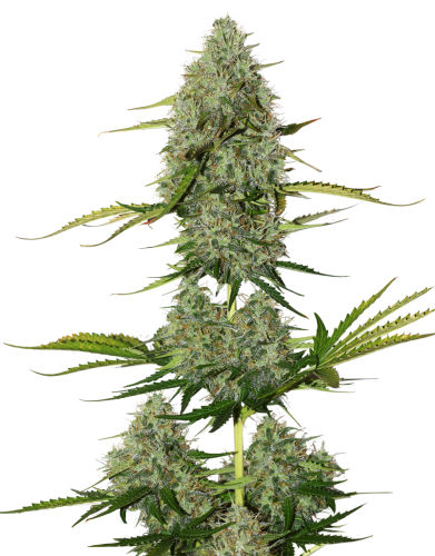 BCN Critical XXL Auto