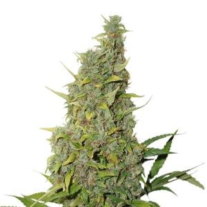 BCN Power Plant od Seed Stockers nasiona marihuany