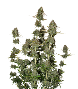 BCN Power Plant Auto od Seed Stockers nasiona marihuany