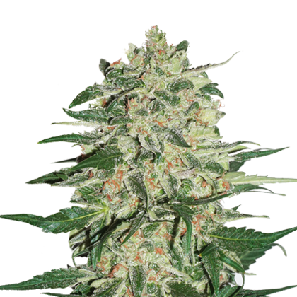 Big Bud