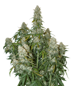 Big Bud Auto od Seed Stockers nasiona marihuany
