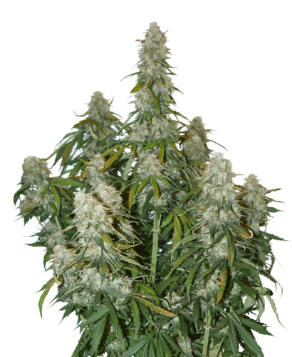 Big Bud Auto