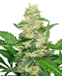 Super Skunk Auto od Sensi Seeds nasiona marihuany