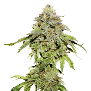 Cookies and Cream od Seed Stockers nasiona marihuany