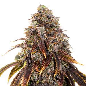 Gelato 41 od Seed Stockers nasiona marihuany