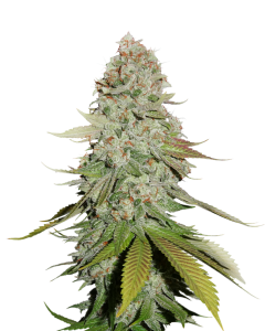 Gorilla Glue od Seed Stockers nasiona marihuany