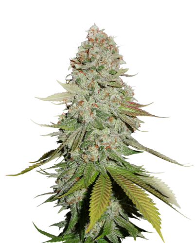 Gorilla Glue