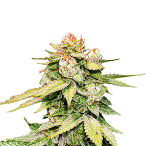 Gorilla Glue Auto od Seed Stockers nasiona marihuany