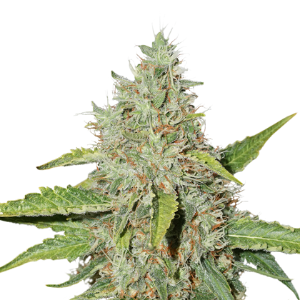 Northern Lights
