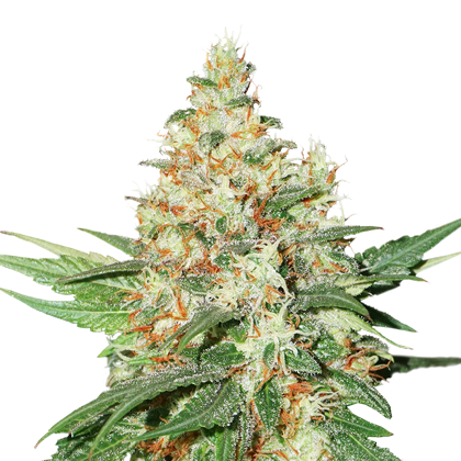 O.G. Kush Auto