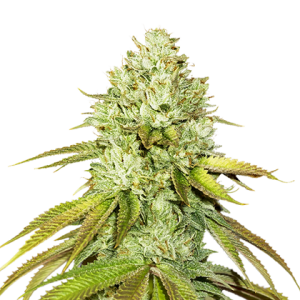 Pineapple od Seed Stockers nasiona marihuany