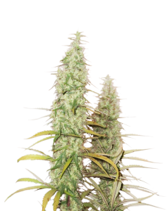 Santa Marta Haze Auto od Seed Stockers nasiona marihuany
