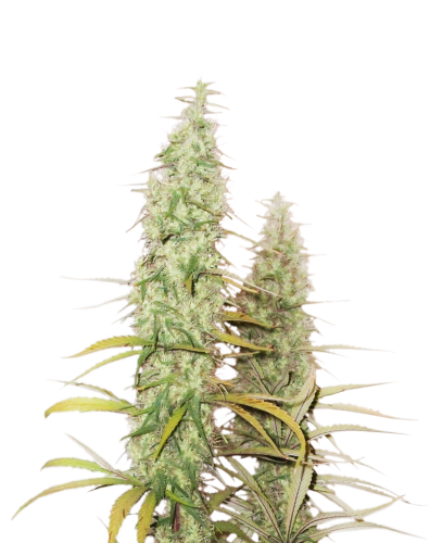 Santa Marta Haze Auto