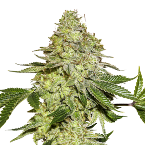 Sherbet od Seed Stockers nasiona marihuany